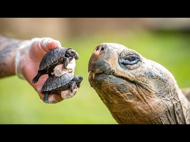 A new Dad aged 70  -  'Dirk' the Giant Galapagos tortoise fathers two babies