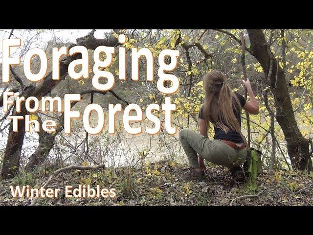 Foraging Texas WINTER  -Survival Food from the Forest-