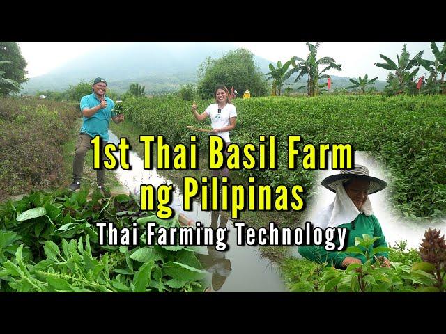 1st Thai Basil Farm ng Pilipinas - Thai Farming Technology