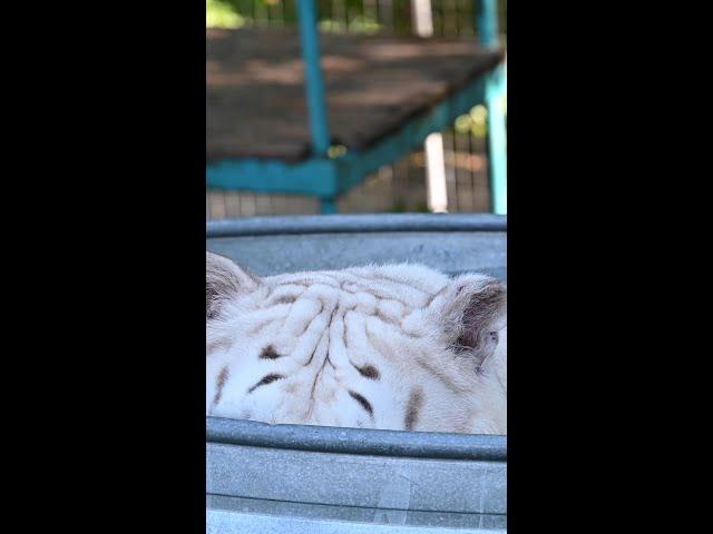 Robbie the White Tiger in his pool!