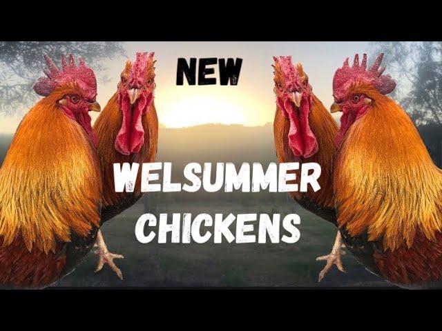 New Welsummer Chickens / Animals on the farm