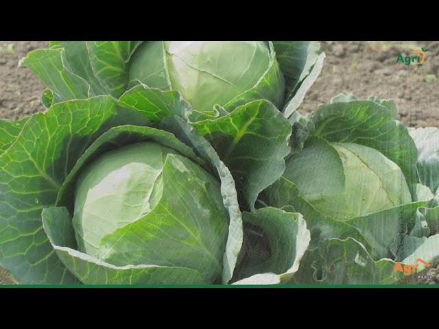 Cabbage Production Guide 1 Ha