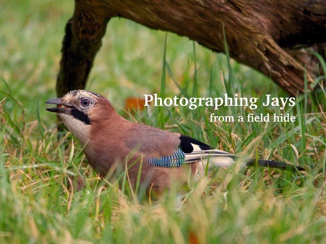 Bird/Wildlife Photography  Photographing Jays and other woodland birds from my field hide