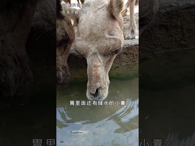 骆驼驼峰内究竟有什么？ #科普 #动物 #骆驼 #冷知识