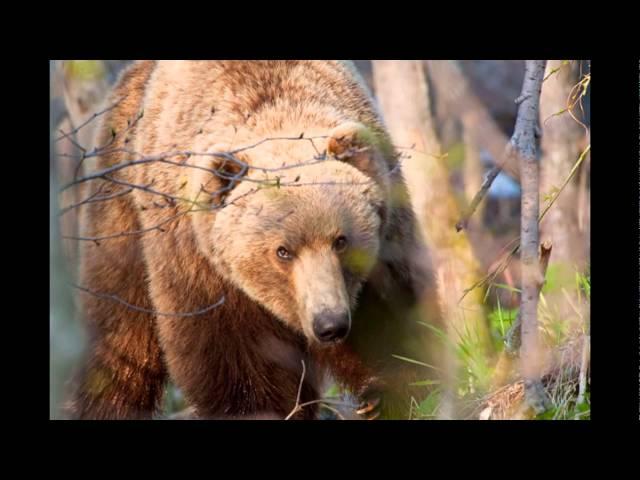 БАЙКАЛЬСКИЙ БИОСФЕРНЫЙ ЗАПОВЕДНИК