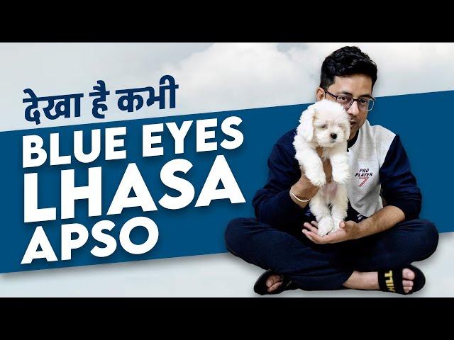 Get Adorable White Lhasa Apso with Stunning Blue Eyes!  Pet Shop Jalandhar & Chandigarh