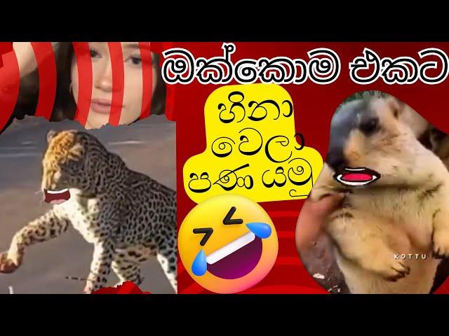 Animal athal katha | Sattu athal |Sinhala sattu Athal|Sinala Meme Athal|political jokes in Sri Lanka