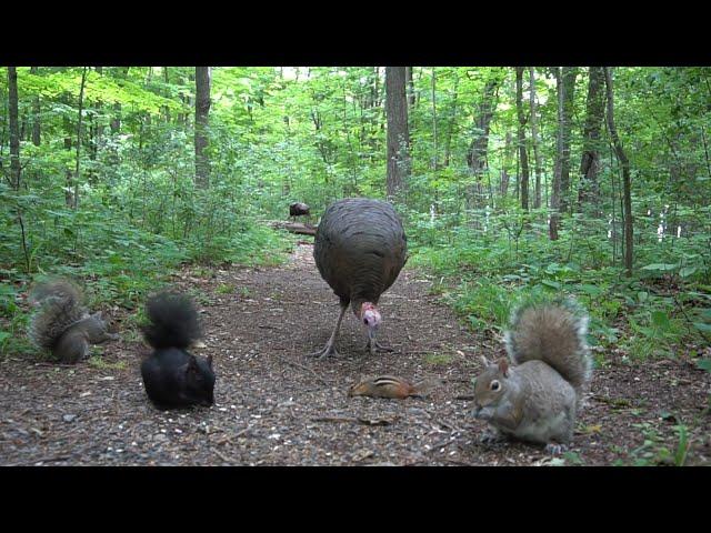 Forest Animals in Harmony  - 10 Hours of Turkeys, Chipmunks and Squirrels - June 28, 2021