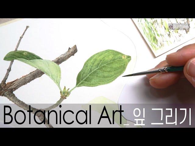 [Botanical Art]잎 그리기1_잎맥 표현