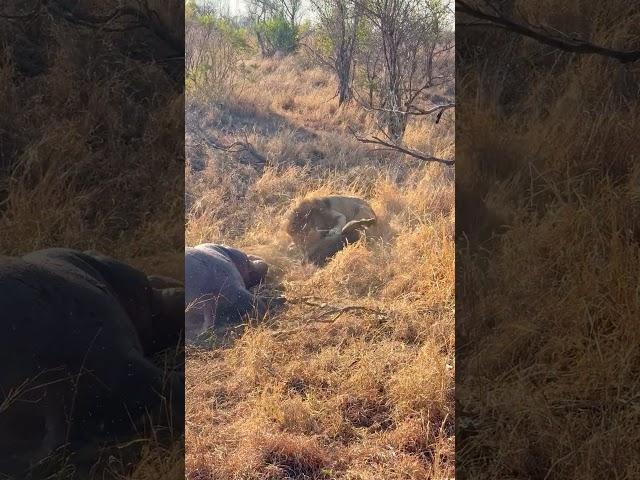 Hyenas Distracted By Eating a Hippo Get Ambushed By Lion