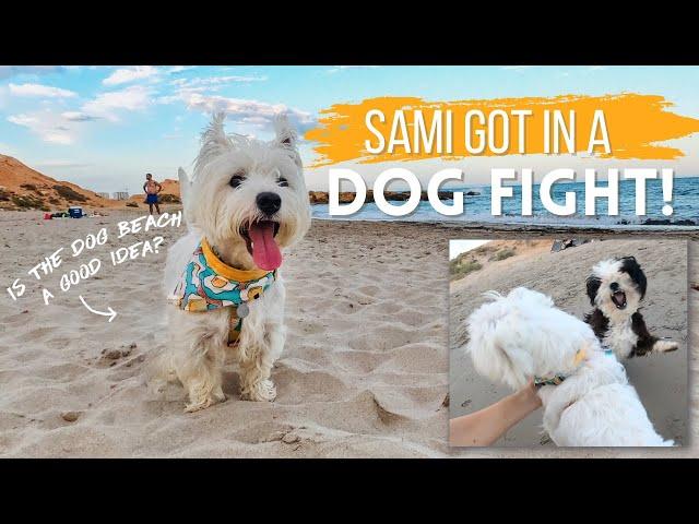 We let our Westie off leash at the dog beach and this is what happened...