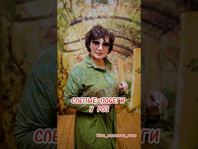 СЛЕПОЙ ПОБЕГ У РОЗЫ. #иринанаумова #розыиринынаумовой #розывсаду  #розыирины  #слепойпобег #розы