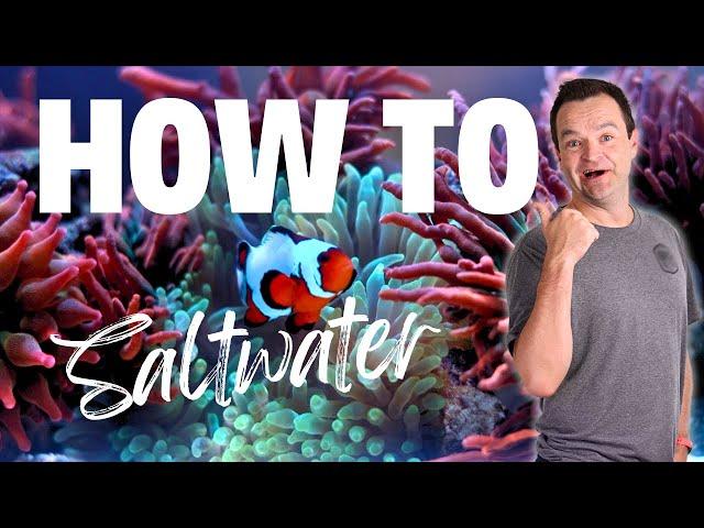 Beginner's Guide To Saltwater Aquariums 2024