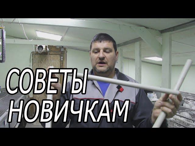 Ниппельное поение для кроликов: трубы, подогрев, чистка, ниппеля.