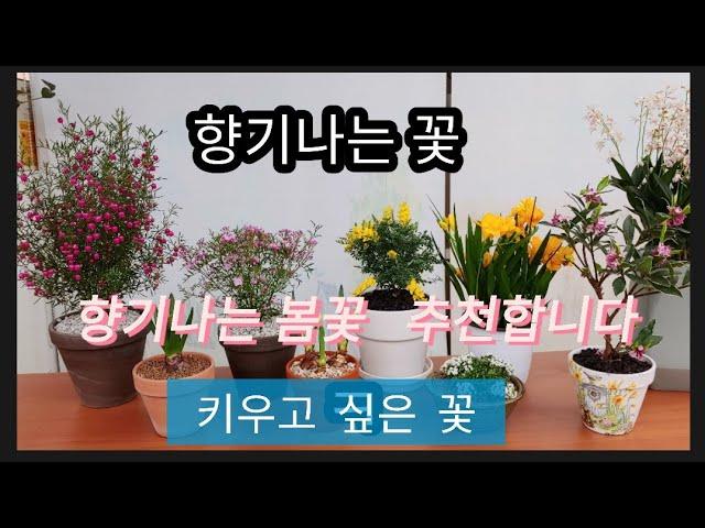 향기나는 봄꽃 추천합니다/이제 고민 그만 하세요    [꽃수니 ]