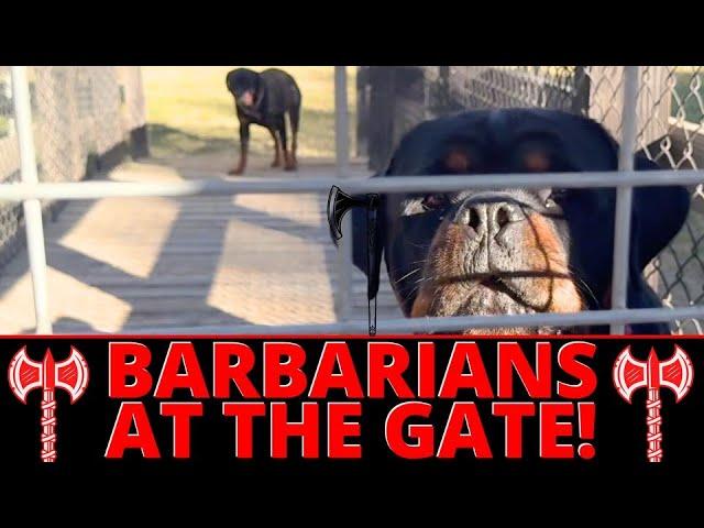 2 Gnarly Rottweilers Need to Learn how to Meet People without Terrifying them - Fix Fence Aggression