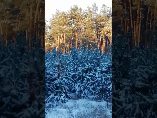 Зимп