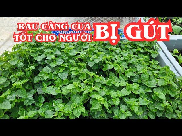 Peperomia pellucida supports the treatment of gout