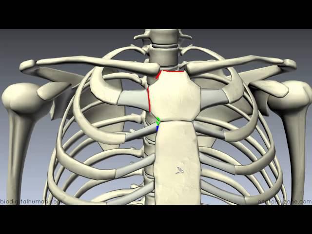 Sternum - 3D Anatomy Tutorial