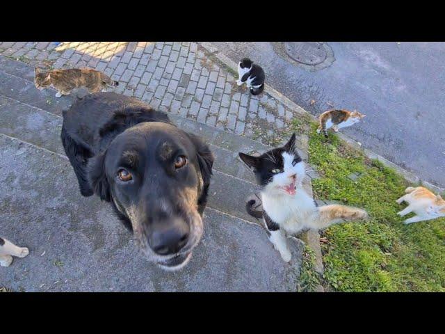 Funny Dog ​​hangs out with cats eats cat food and acts like a cat.