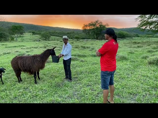 TIRINGA E AS LHAMAS NA FAZENDA CAJÁ | COMÉDIA SELVAGEM ®