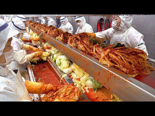 김치공장 Mass production! Amazing Kimchi Making Process in a Huge Factory - Korean food factory