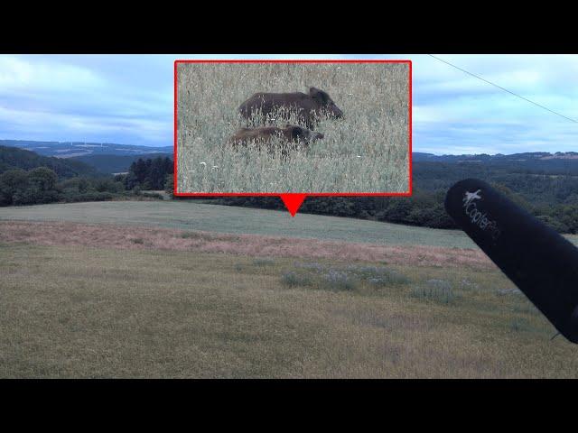 MUFFEL Dublette im Sauen Paradies | Felderjagd auf tagaktive Schwarzkittel (Copterpro Jagd)