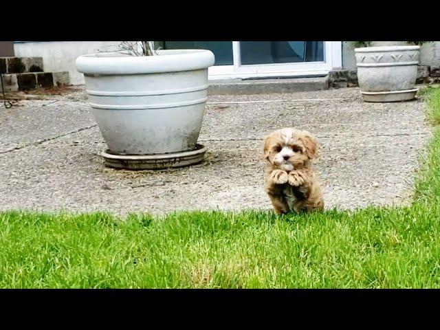 2 Month Old Cavapoo Compilation