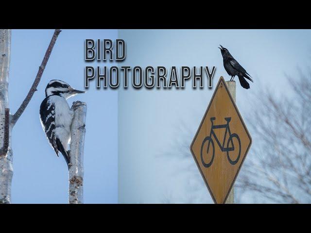 The Importance of Patience || An Opportunistic Bird Photography Outing