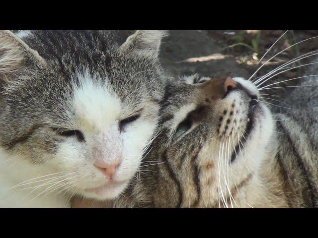 Big Old Male Cat Is So Happy To See His Best Friend Again!