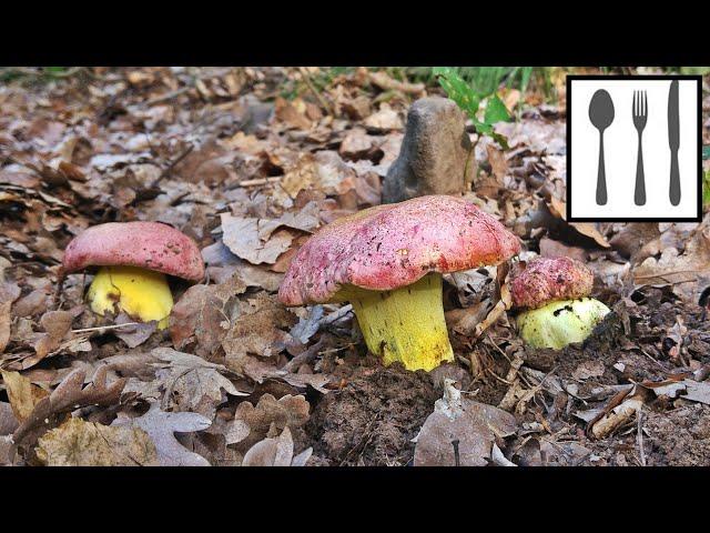 Borowik królewski (Butyriboletus regius) Węgry