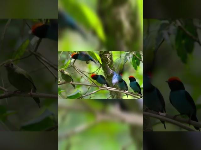 The Nature | Attenborough | The Professor