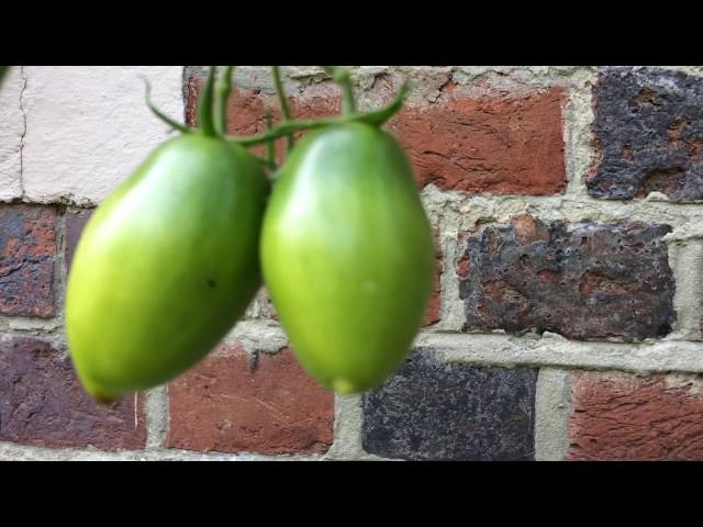 Grow Fruits - Growing Long Green Tomatoes In Garden #tomatoes #growfruits #gardening #worldgardeners