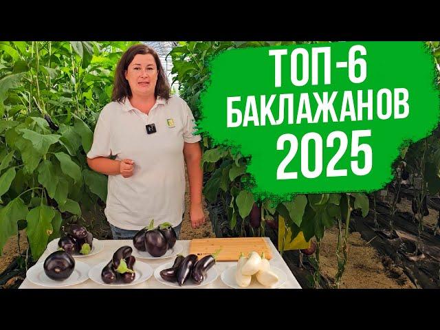 NEW 2025! Топ-6 баклажанов без семян, которые вы обязаны попробовать.