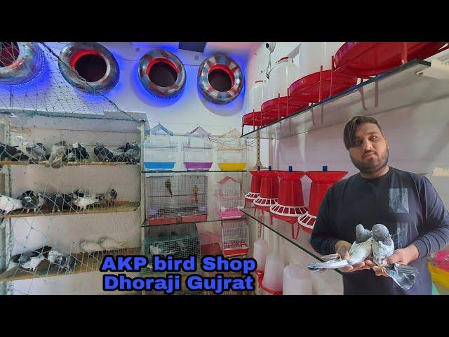 #SA_Pigons_Gondal AKP brid Shop in dhoraji Gujrat all kabutar&budgerigar&all brid available for sale