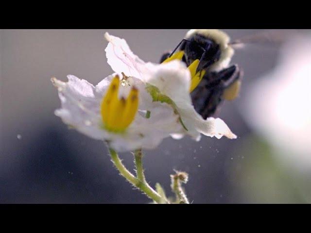 Slo-Mo Footage of a Bumble Bee Dislodging Pollen