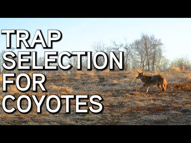 What Traps To Use For Coyote Trapping | Predator Trapping