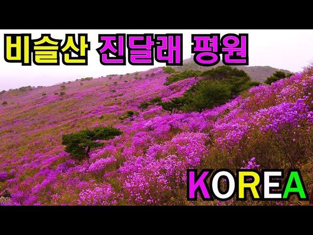 진달래의 성지 비슬산 진달래평원/참꽃문화재/Bi-seul-san Azalea Festival on Dae-Gu city