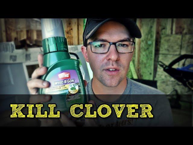 How To Kill Clover In Your Lawn The Cheap Way