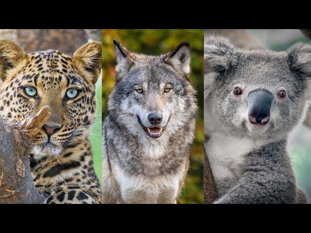 Datos Curiosos sobre animales exóticos - Documental