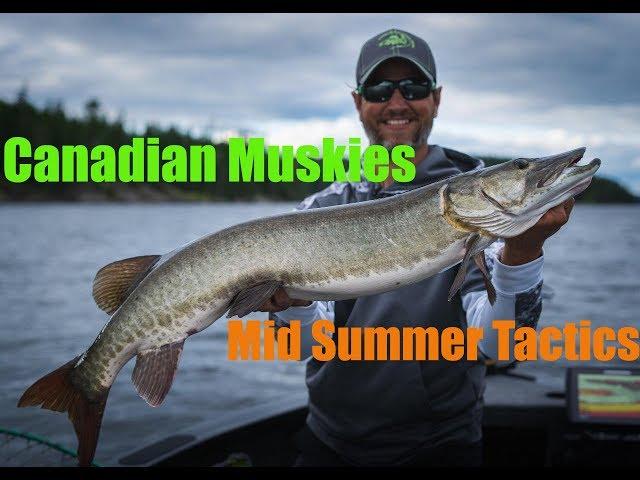 Canadian Mid Summer Muskies - Cliff Lake Resorts