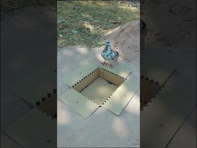 Easy Underground Bird Trap - Best Pigeon Trap #shorts #youtubeshorts