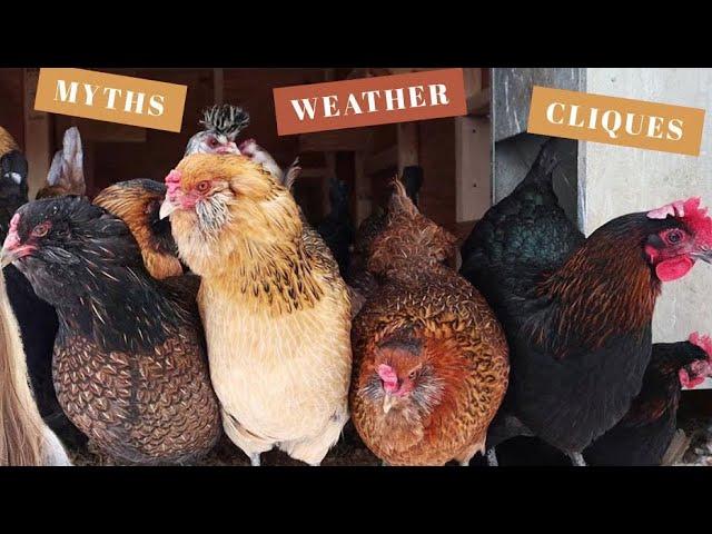 10 Things To Know BEFORE You Buy Backyard Chickens | Poultry Care For Beginners | Homesteading Tips