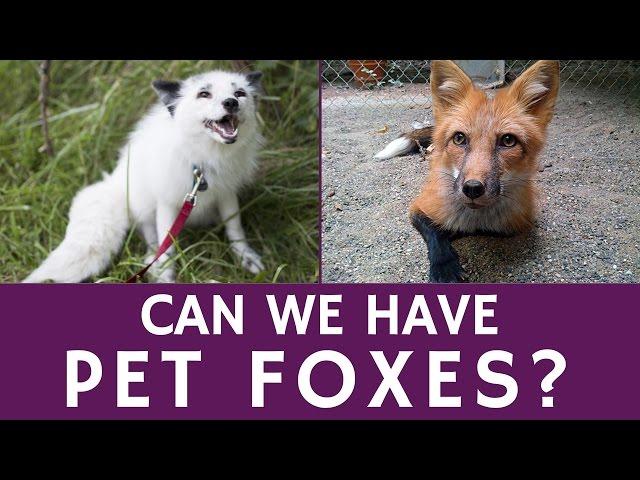 Do Pet Foxes Exist and What is the Price of an Exotic Domesticated Fox?