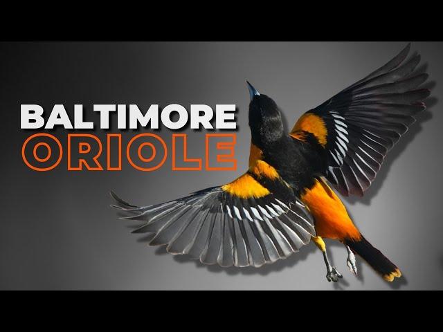 The Baltimore Oriole | A Bird Watchers Favorite