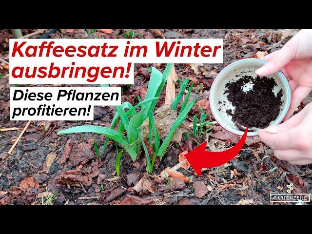 Kaffeesatz im Winter ausbringen - die Vorteile für deine Pflanzen auf einen Blick!