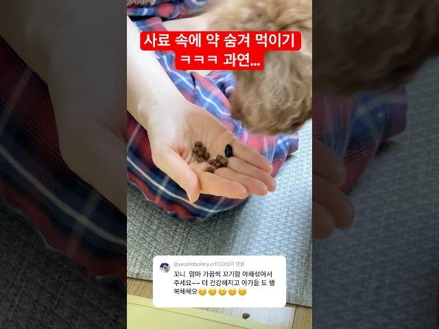 잔머리 최강 푸들 꼬니 ㅋㅋㅋㅋ #꼬니 #쫄보푸들꼬니 #토이푸들