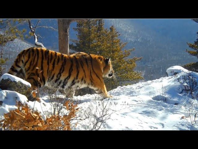 The rarest big cats in the wild! Amur leopards and Amur tigers in their natural habitat!