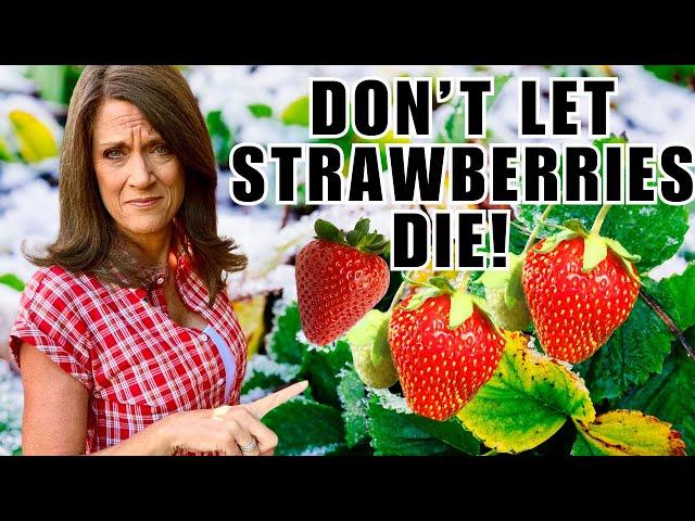 Winterize Your Strawberry Plants NOW or Risk Losing Them!