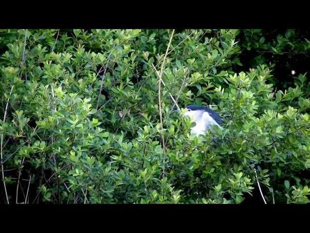 Adult Night Heron Calling to its mates.